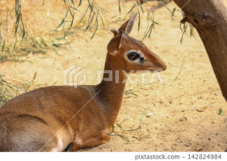 Young Dik-Dik Resting Under Tree in Natural Habitat 142824984