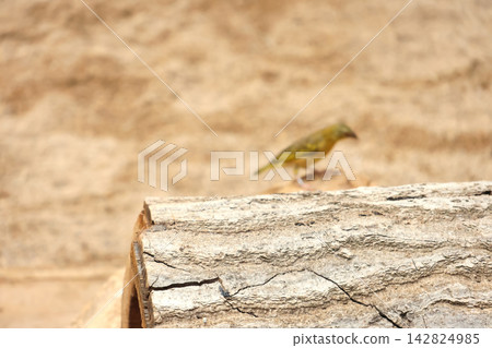 Blurred Bird and Weathered Log in Natural Habitat for Wildlife Observation and Study Blurred Bird and Weathered Log in Natural Habitat for Wildlife Observation and Study 142824985