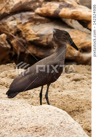 Hamerkop Bird Standing on Sandy Shoreline in Natural Habitat Hamerkop Bird Standing on Sandy Shoreline in Natural Habitat 142824986