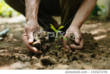 Closeup of a gardener planting a young green sapling into rich soil using a hand trowel, symbolizing growth, sustainability, Closeup of a gardener planting a young green sapling into rich soil using a hand trowel, symbolizing growth, sustainability, 142825256