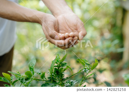 Closeup of human hands holding water and gently pouring it over a green plant, symbolizing care, growth, and environmental Closeup of human hands holding water and gently pouring it over a green plant, symbolizing care, growth, and environmental 142825258