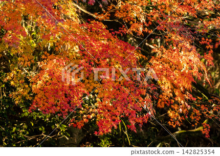 Kajishima, Morimachi, Shuchi District, Shizuoka Prefecture: Mountain village scenery Kajishima, Morimachi, Shuchi District, Shizuoka Prefecture: Mountain village scenery 142825354
