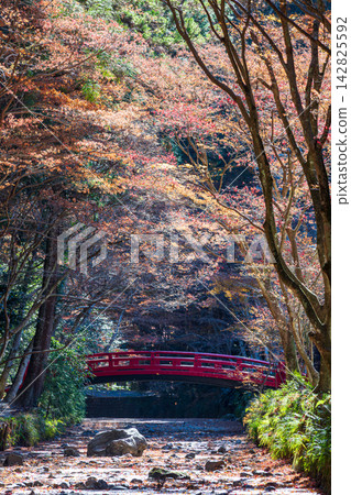 靜岡縣周知郡森町一宮市大國神社及周邊風景 靜岡縣周知郡森町一宮市大國神社及周邊風景 142825592