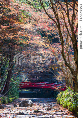 靜岡縣周知郡森町一宮市大國神社及周邊風景 靜岡縣周知郡森町一宮市大國神社及周邊風景 142825593