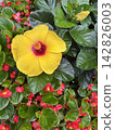 Yellow hibiscus and red flowers 142826003