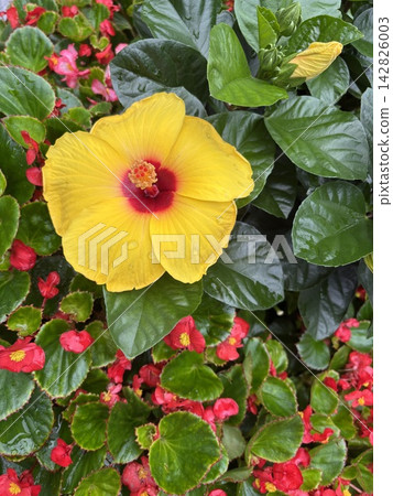 Yellow hibiscus and red flowers Yellow hibiscus and red flowers 142826003