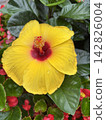 Yellow hibiscus 142826004