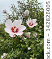 Blue sky and hibiscus flowers 142826005