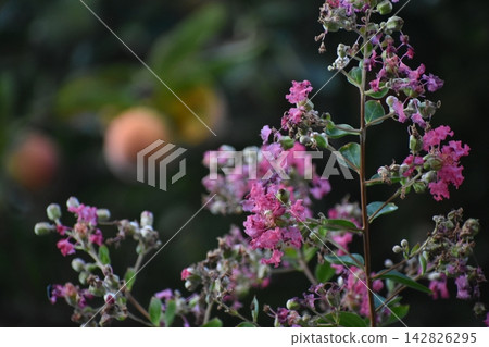 Crape myrtle Crape myrtle 142826295