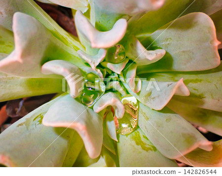Planting succulent plants Planting succulent plants 142826544