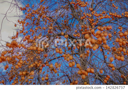 A large persimmon tree laden with fruit and a blue sky. A large persimmon tree laden with fruit and a blue sky. 142826737