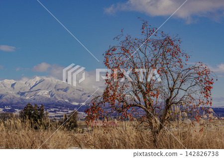 A persimmon tree laden with fruit and snow-capped mountains: A quintessential winter scene in the Japanese countryside. A persimmon tree laden with fruit and snow-capped mountains: A quintessential winter scene in the Japanese countryside. 142826738