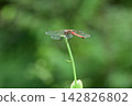 A red dragonfly perched on autumn grass 142826802