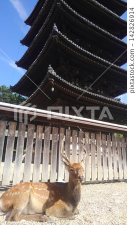 Deer relaxing in Nara Park Deer relaxing in Nara Park 142826914