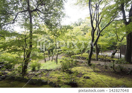 Autumn at Rakujuen Garden in Mishima City Autumn at Rakujuen Garden in Mishima City 142827048