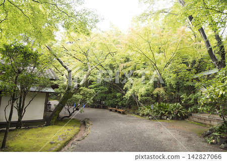 三島市樂壽園的秋景 142827066