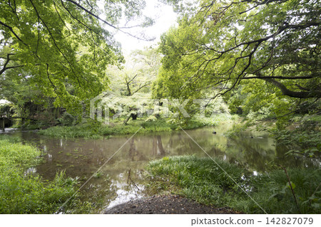 Autumn at Rakujuen Garden in Mishima City Autumn at Rakujuen Garden in Mishima City 142827079