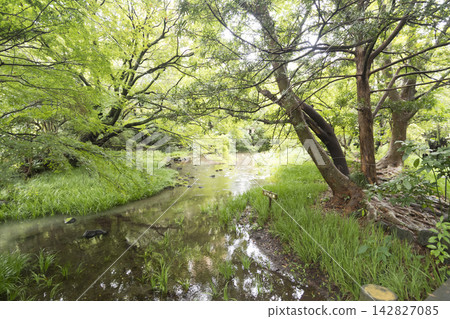 Autumn at Rakujuen Garden in Mishima City Autumn at Rakujuen Garden in Mishima City 142827085