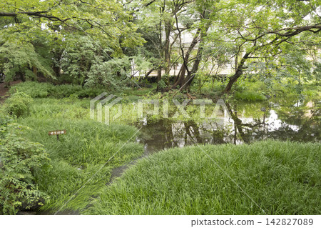 Autumn at Rakujuen Garden in Mishima City Autumn at Rakujuen Garden in Mishima City 142827089