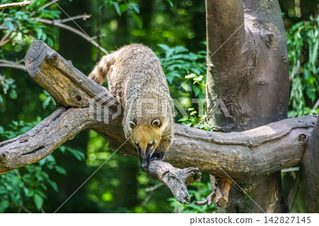 South American coati, Nasua nasua is a coati species from tropical and subtropical South America. South American coati, Nasua nasua is a coati species from tropical and subtropical South America. 142827145