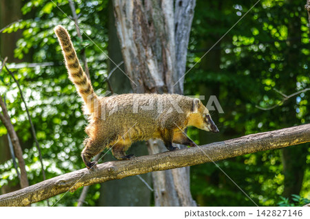 South American coati, Nasua nasua is a coati species from tropical and subtropical South America. 142827146