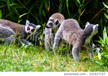 The ring-tailed lemur,Lemur catta with white ringed tail is the most known lemur 142827147