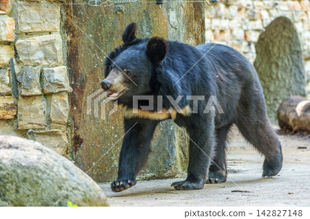 The asian black bear, Ursus thibetanus in a German Park The asian black bear, Ursus thibetanus in a German Park 142827148