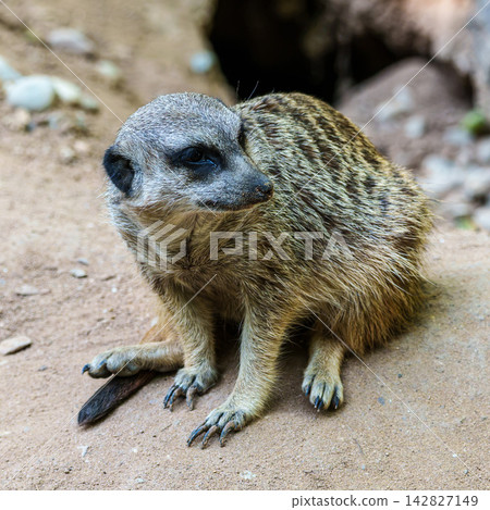 Meerkat, Suricata suricatta sitting on a stone and looking into the distance 142827149