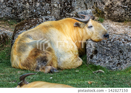 Portrait of a golden Takin, Budorcas taxicolor bedfordi with curved horns and thick fur Portrait of a golden Takin, Budorcas taxicolor bedfordi with curved horns and thick fur 142827150