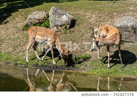 The fallow deer, Dama mesopotamica is a ruminant mammal The fallow deer, Dama mesopotamica is a ruminant mammal 142827158