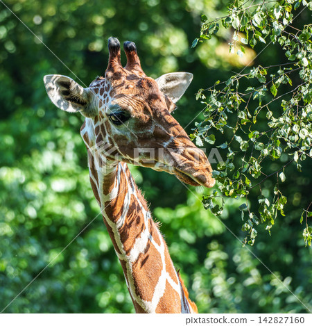 The giraffe, Giraffa camelopardalis is an African mammal The giraffe, Giraffa camelopardalis is an African mammal 142827160
