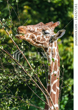 The giraffe, Giraffa camelopardalis is an African mammal The giraffe, Giraffa camelopardalis is an African mammal 142827161