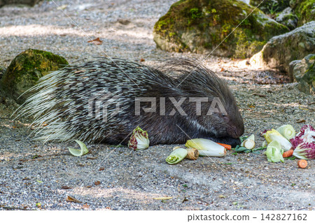 Indian crested Porcupine, Hystrix indica in a german nature park Indian crested Porcupine, Hystrix indica in a german nature park 142827162