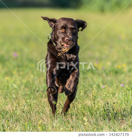 Labrador retriever, Canis lupus familiaris on a grass field. Healthy chocolate brown labrador retriever Labrador retriever, Canis lupus familiaris on a grass field. Healthy chocolate brown labrador retriever 142827170