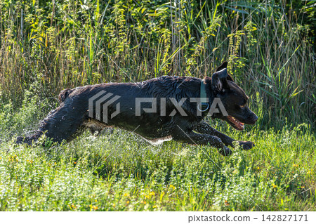 Labrador retriever, Canis lupus familiaris on a grass field. Healthy chocolate brown labrador retriever Labrador retriever, Canis lupus familiaris on a grass field. Healthy chocolate brown labrador retriever 142827171