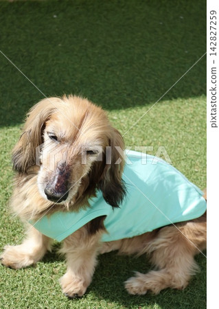 一隻年長的迷你臘腸犬沒有拴繩，坐在草地上，似乎在明亮的陽光下瞇著眼睛。 142827259