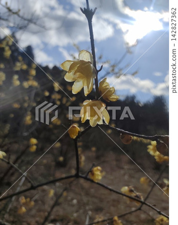 At the wintersweet garden ~Petals adorned with light~ At the wintersweet garden ~Petals adorned with light~ 142827362