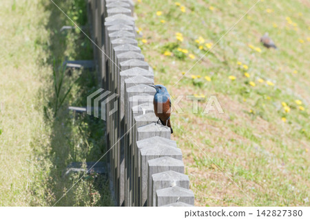 [Blue Rock Thrush at Odawara Castle] 142827380