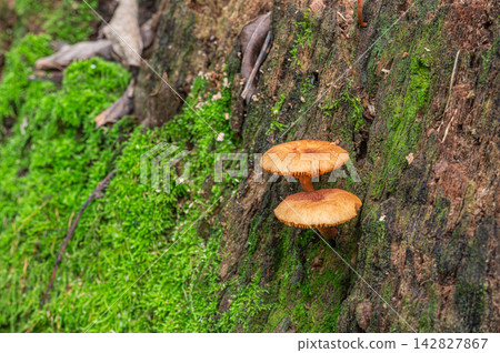 生長在腐爛木頭上的蘑菇 生長在腐爛木頭上的蘑菇 142827867