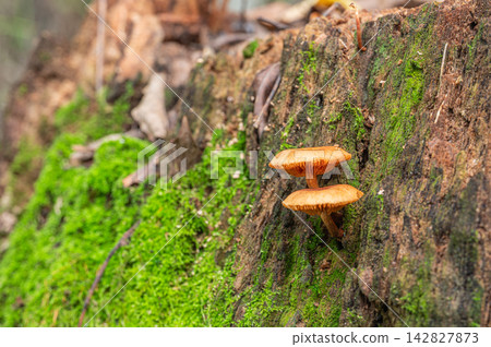 Mushrooms growing on rotten wood Mushrooms growing on rotten wood 142827873