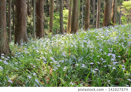 Flowers of Shaga Flowers of Shaga 142827874