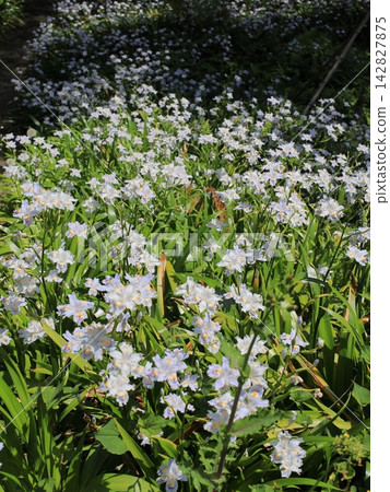 Shaga的花朵 Shaga的花朵 142827875