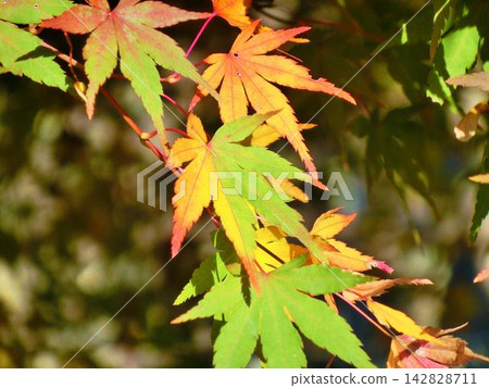 Close-up of a maple tree whose leaves have begun to change color. Close-up of a maple tree whose leaves have begun to change color. 142828711