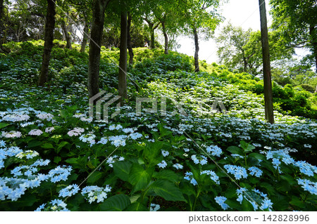 Kasui Lily Garden, Fukuroi City Kasui Lily Garden, Fukuroi City 142828996