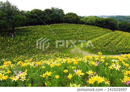 Kasui Lily Garden, Fukuroi City Kasui Lily Garden, Fukuroi City 142828997