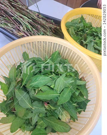 採靛藍葉 採靛藍葉 142829053