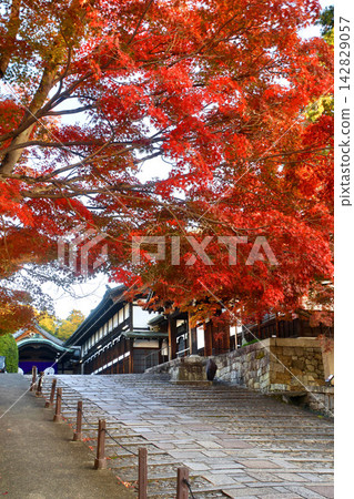 Autumn foliage at Konkai-Komyoji Temple, Seiwaden Hall (Sakyo Ward, Kyoto) Autumn foliage at Konkai-Komyoji Temple, Seiwaden Hall (Sakyo Ward, Kyoto) 142829057