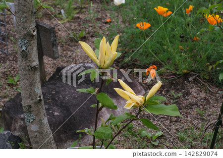 Kivana玉蘭花 Kivana玉蘭花 142829074