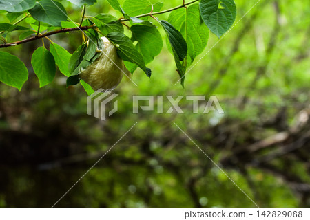 Egg mass of Japanese tree frog attached to a branch with fresh green leaves Egg mass of Japanese tree frog attached to a branch with fresh green leaves 142829088