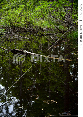 The tranquil surface of the wetland reflects the lush green forest. The tranquil surface of the wetland reflects the lush green forest. 142829089